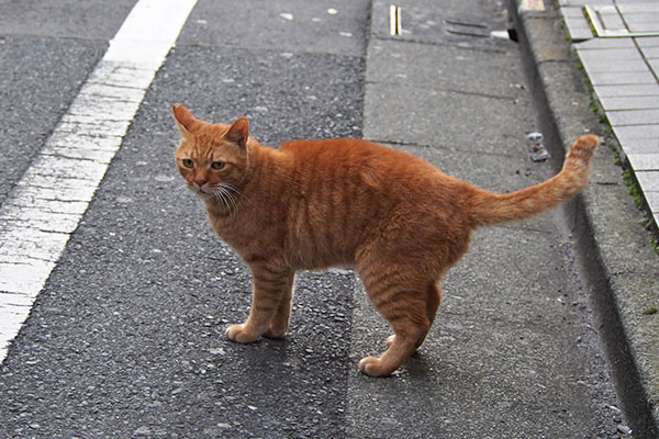 カブ　横から