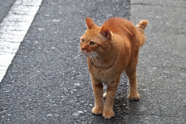 カブ　路上で