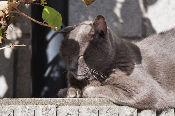 roshigure napping in the sunshine