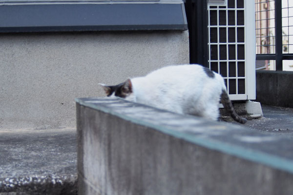 テン　来てくれてます