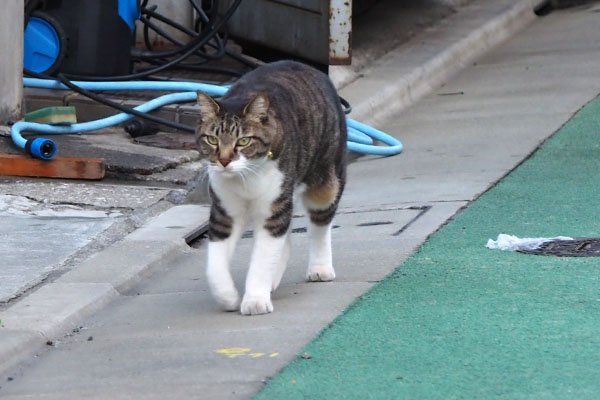 リオ　ゆっくりと歩く