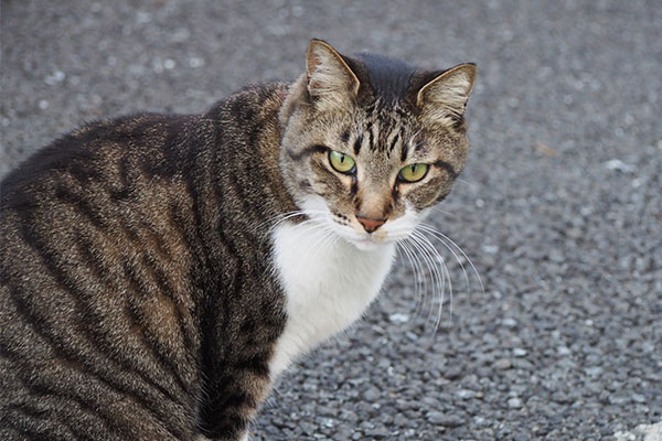 リオ　イケニャンのお顔