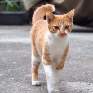 tohma walking