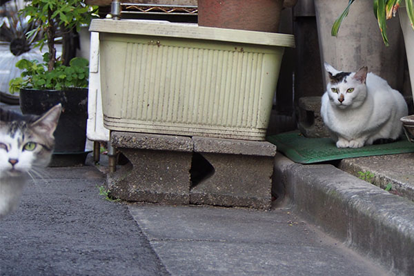 オーロラは動かず見てる