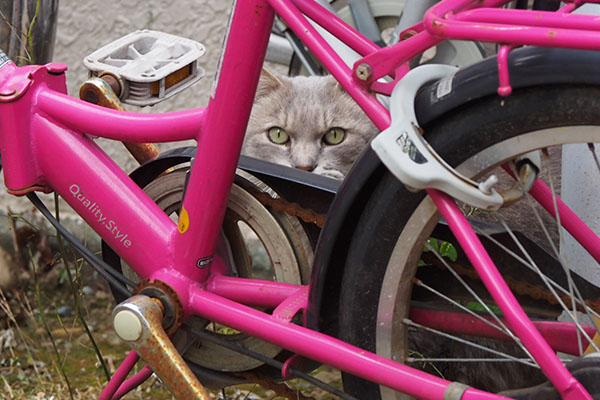 グリ　自転車のすきまから