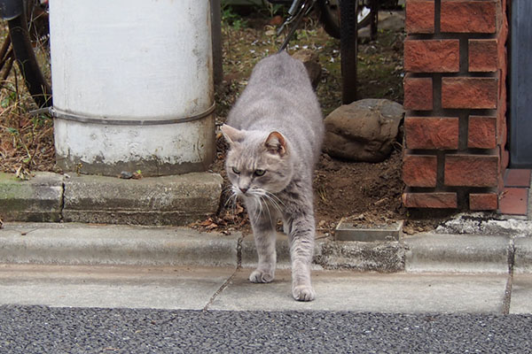 グリ　ずんずん出て