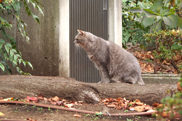 グリ　反対側に来て