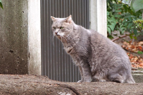 グリ　厳しい目をして