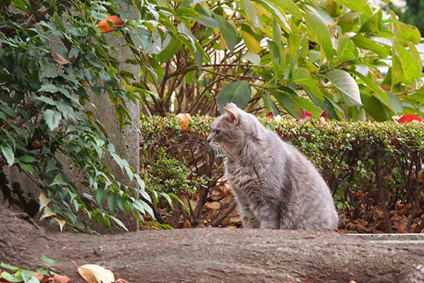 グリ　右側に居る