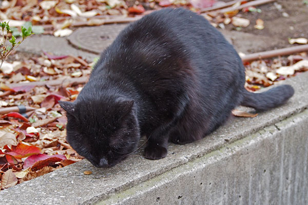 ジェト　背を向けて食べる