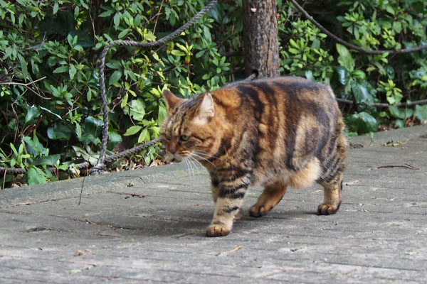 クラタン　仏頂面で去る