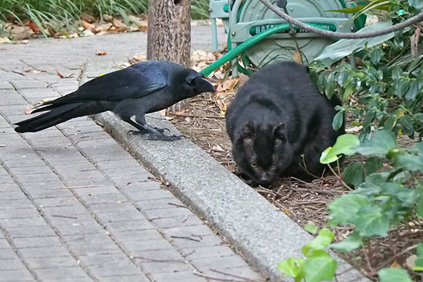 カラスに好かれてるクーロン