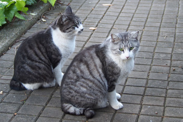 クロムとタンタル　並んで待つ２