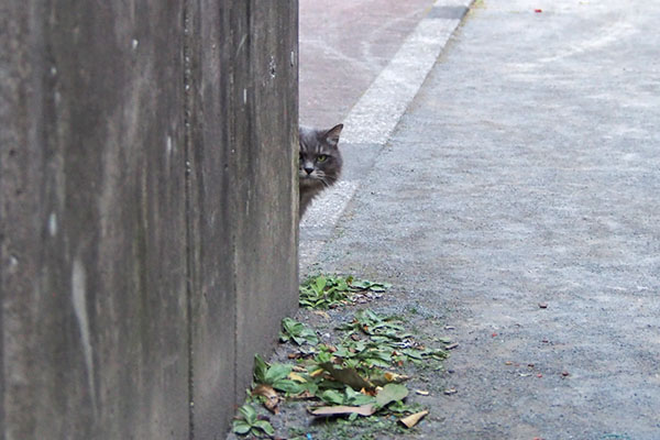 壁からマフが生えている