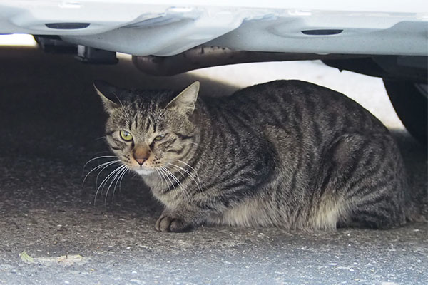 シマヲ　視線を感じる