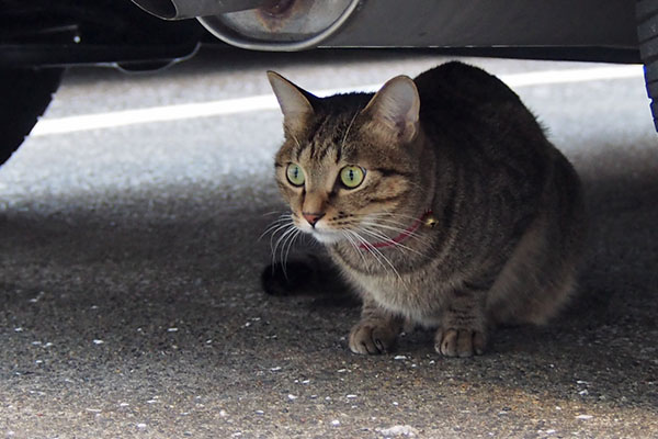 家猫らい太　シマヲを見る