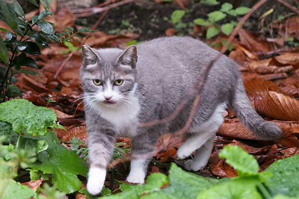 レックス　ぺろ