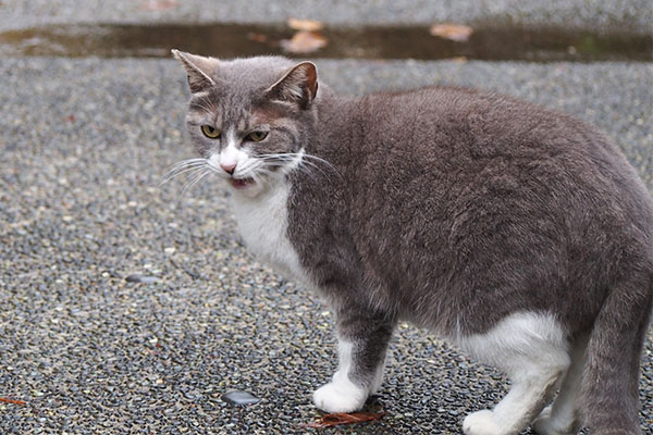 レックス　満足そう