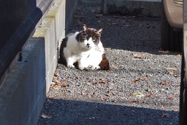 マシュー　日向に