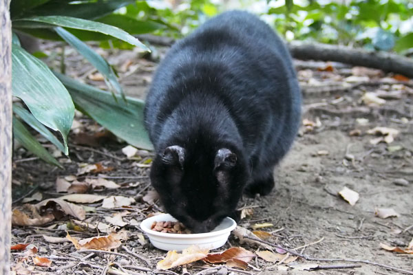 クーロン　オットが居た場所で食べる