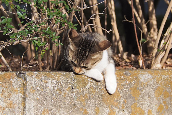 こなつ　塀の上