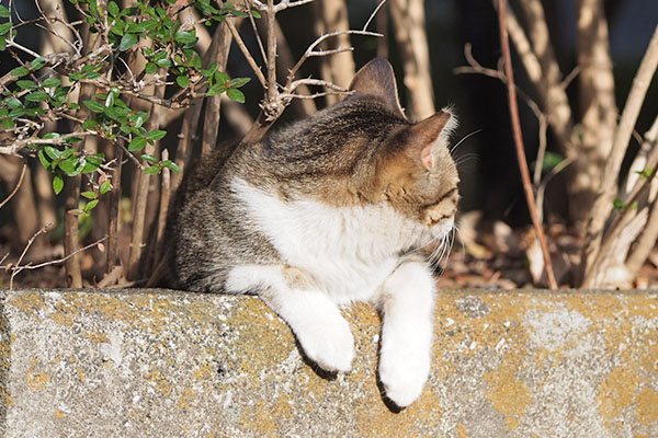 こなつ　横見る