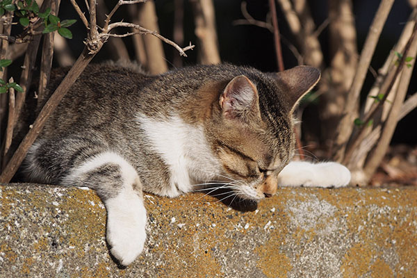 こなつ　塀の匂い