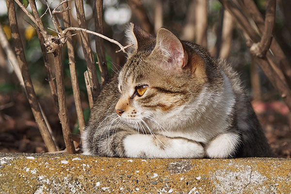 konatsu profile left