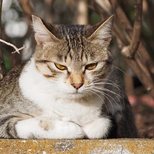 こなつやっとこっち見たか