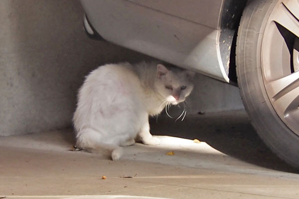 車の後ろへ　シュニ