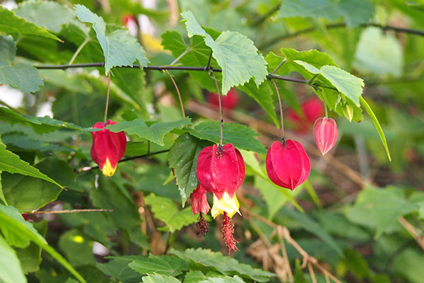 flower red ukitsuriboku