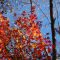 flower red maple leaves