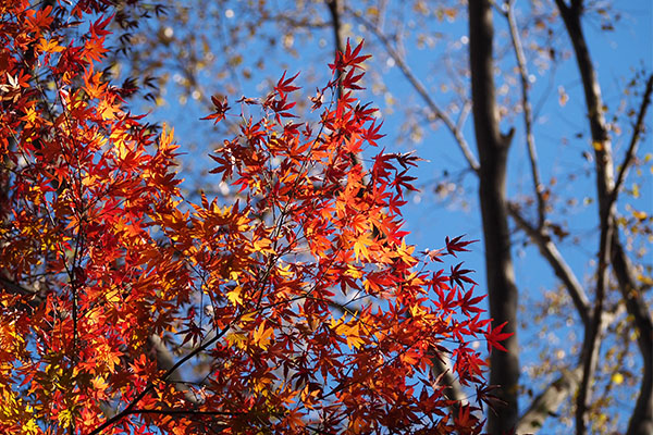 flower red maple leaves