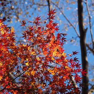 flower red leaves maple