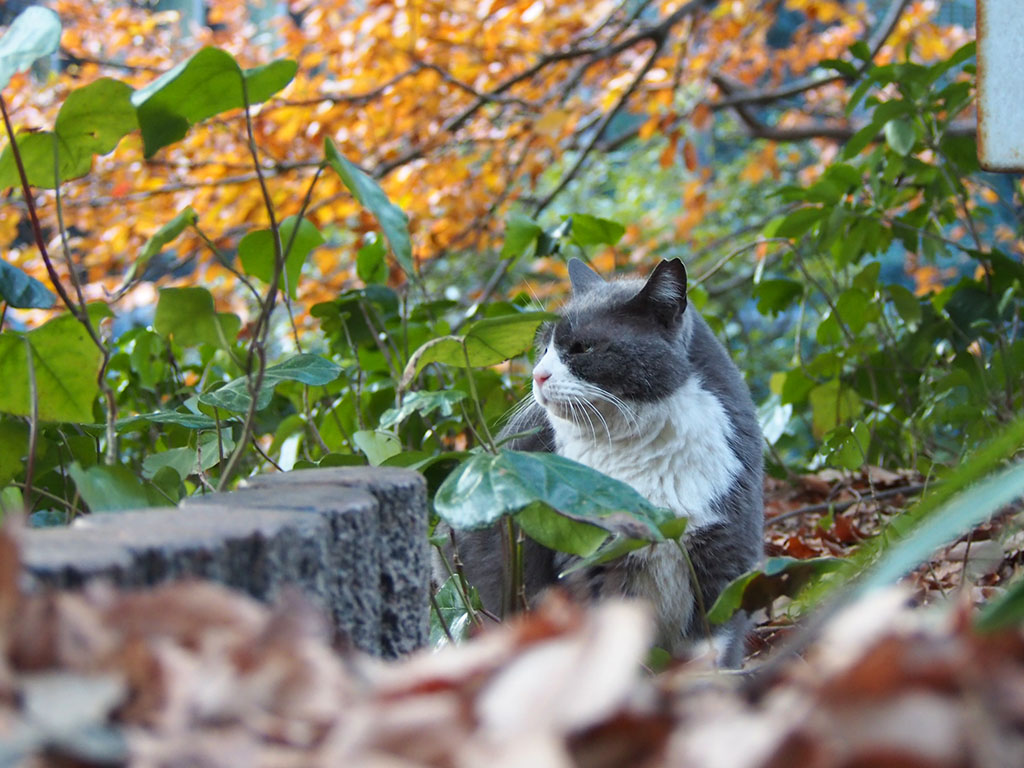 otto profile with yellow leaves