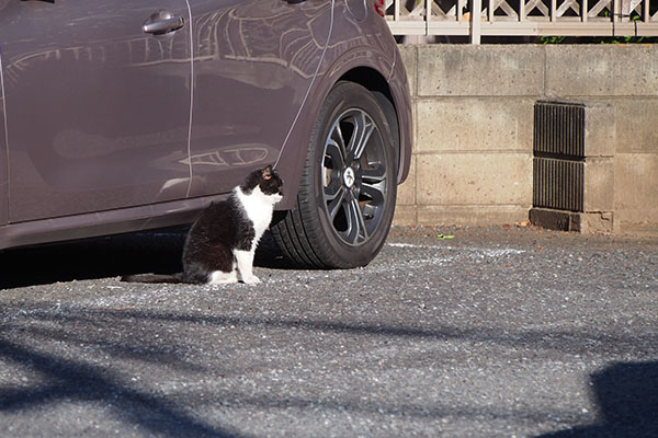 コテ　車と一体化