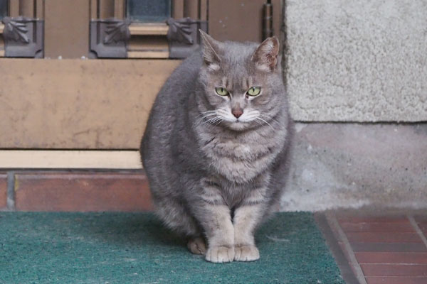 玄関前にシピ　キリリ