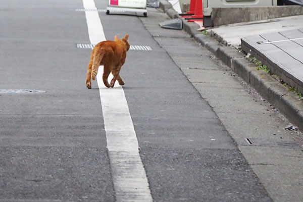 cub walking