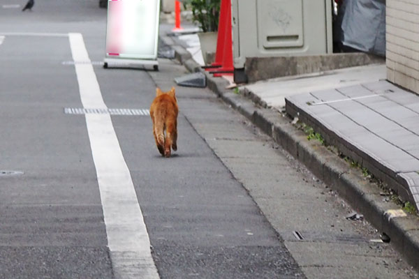 カブ　まっすぐ歩く後ろ姿