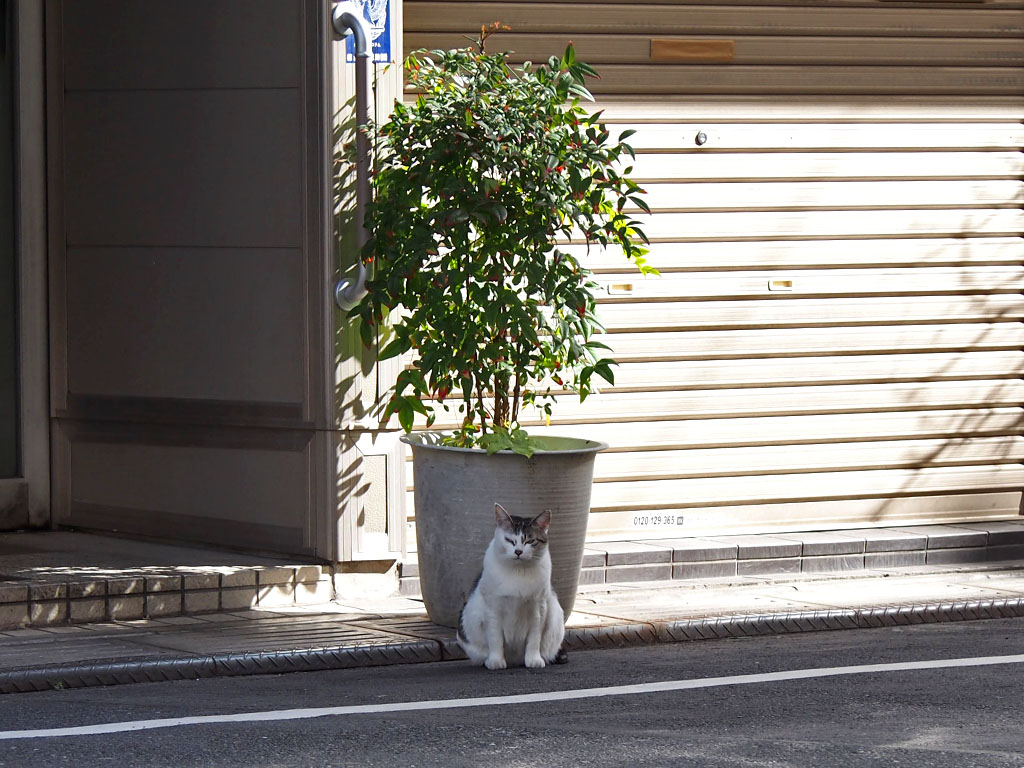 ケイ　植木鉢の柄となる