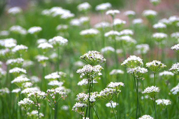 flower white troop