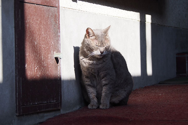 お顔に日が当たってるシピ