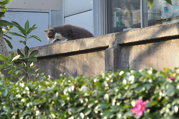 レックス　やっぱり出てくる