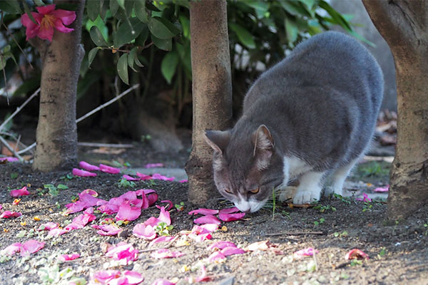 レックス　地面をくんかくんか