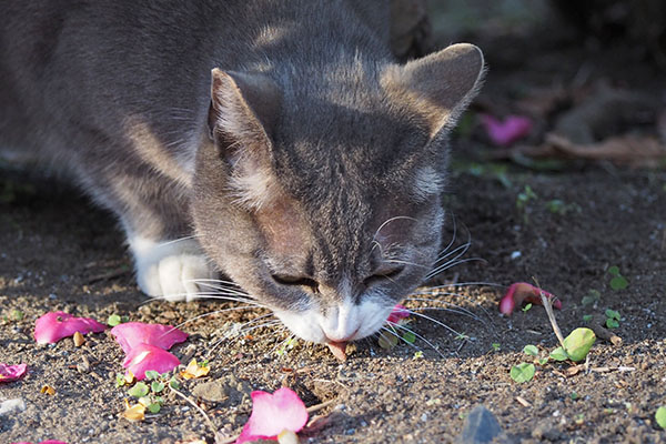 レックス　カツオ食べてる