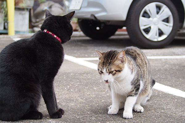 モノ太とコルビ５