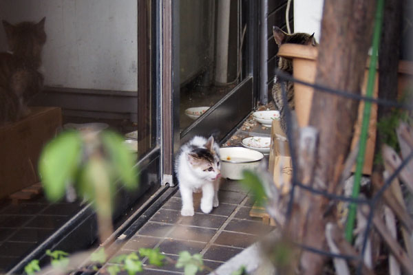 仔猫見えた