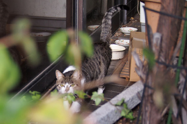 さくら　しっぽ上げて