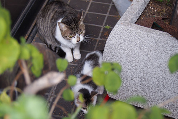 さくらと仔猫　上から