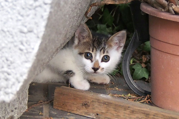 仔猫　セイ　お顔